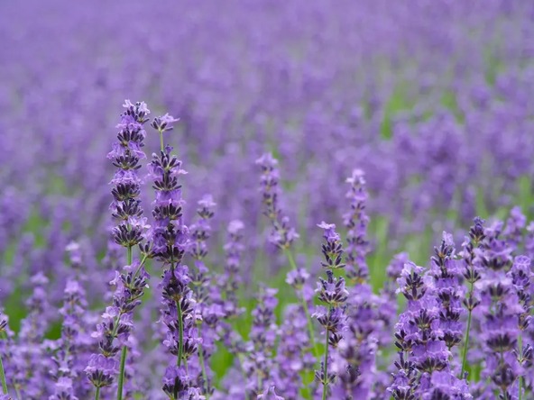 ファーム富田のほぼ中央に位置する「倖(さきわい)の畑」では、濃紫早咲、おかむらさき、ようてい、はなもいわのファーム富田で栽培されているラベンダーが紫色のグラデーションを作り出します
