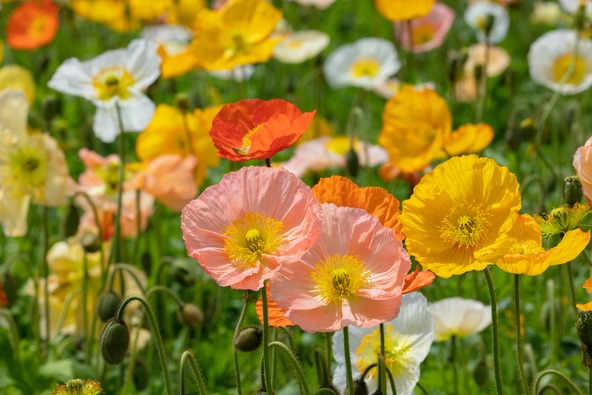 ポピーの中では早咲きの品種(画像提供:GooDay / PIXTA)