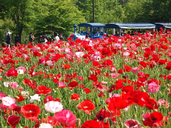 ヨーロッパの中部が原産地のヒナゲシの園芸品種です(画像提供:アンクルトム / PIXTA)