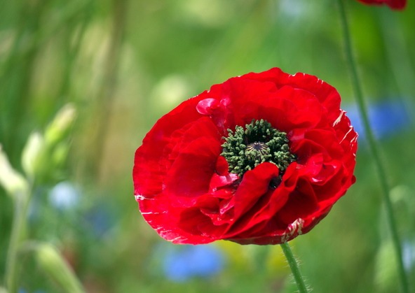 トルコ北東部、イラン北部などが原産の多年草です(画像提供:m-okucyan / PIXTA)