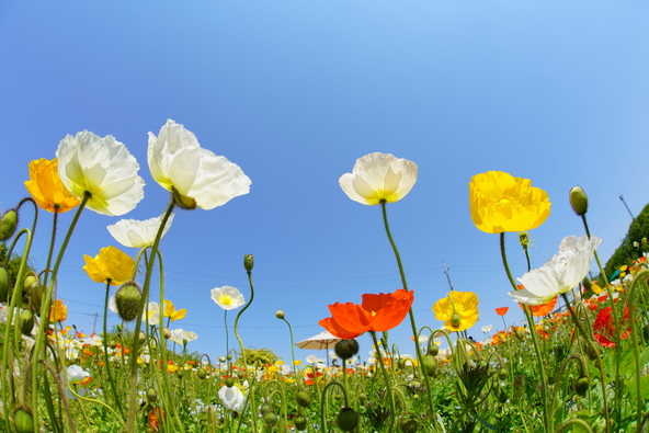 空に向かって咲くポピー(画像提供:きゅーまる / PIXTA)
