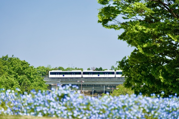 「ジブリパーク」へ向かうリニモを彩るネモフィラの花畑(画像提供:ネライト / PIXTA)※画像は過去の様子です