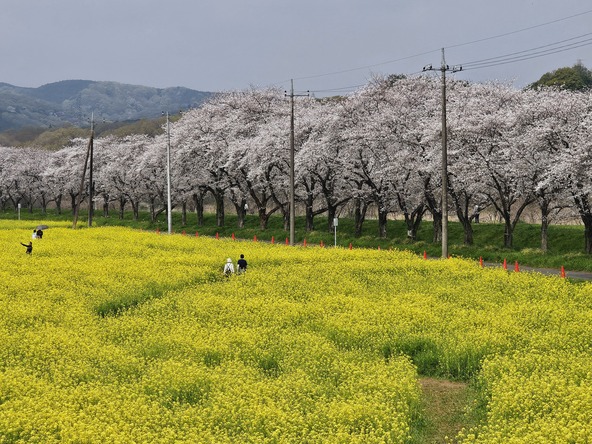 菜の花畑に入って記念撮影♪(画像提供:一般社団法人嵐山町観光協会)