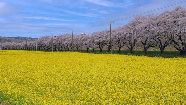 桜が見頃の時期には圧巻の風景が楽しめます(画像提供:一般社団法人嵐山町観光協会)