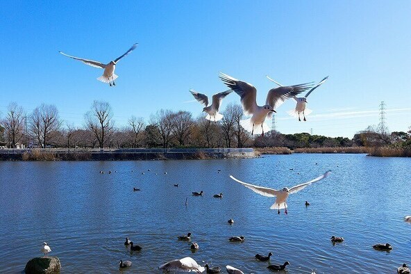 舎人公園の様子