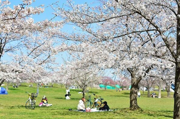 満開の桜の下で春の訪れを感じられます
