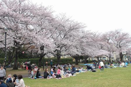 桜並木が囲むのびやかな公園