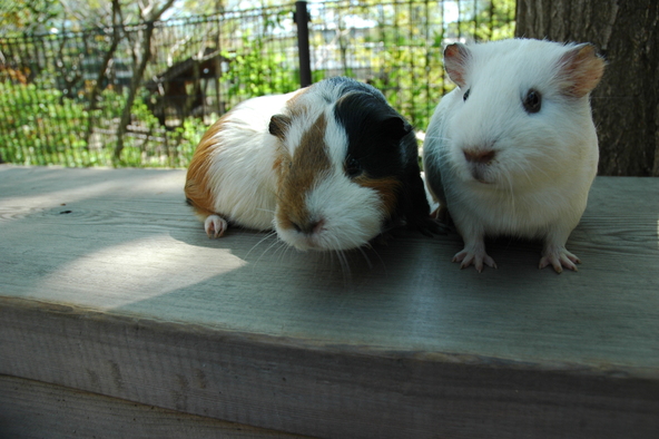 ふれあいコーナーではモルモットの抱っこ体験が人気です