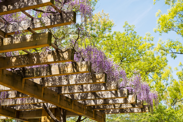 見頃の時期には藤まつりも開催されます(画像提供:f_nozoyasu / PIXTA)