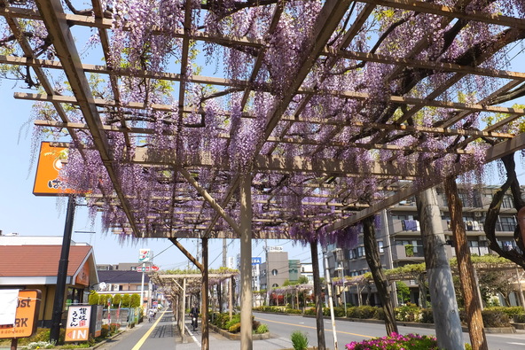 楽しいイベント盛りだくさんの藤まつりも開催(画像提供:AKM / PIXTA)