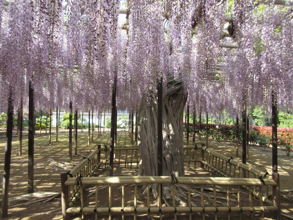 県内最大級規模の藤を満喫できます