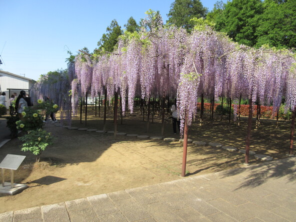 藤の花を鑑賞しながら楽しめる「江南の藤まつり」