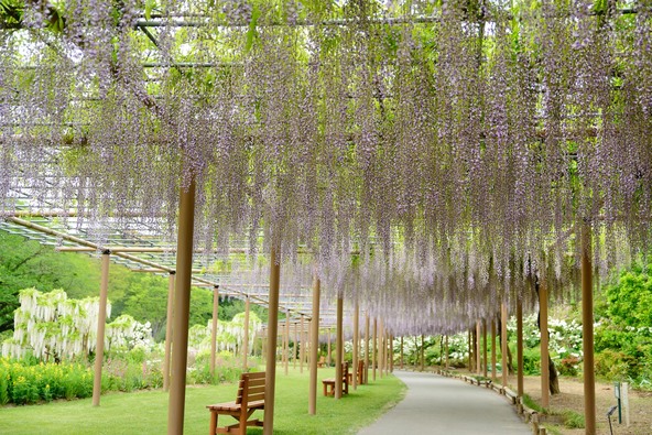 見どころ満載の「はままつフラワーパーク」(画像提供:kazushimizu / PIXTA)