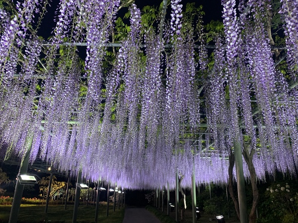 春の一大イベント「浜名湖花フェスタ2026」