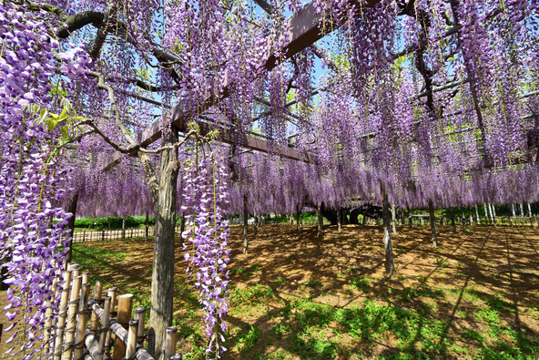 美しく咲き誇る「玉敷神社」の藤の花(画像提供:Ziyuuichi Tomowo / PIXTA)