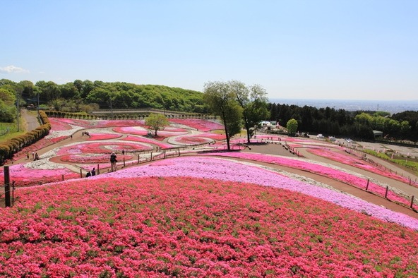 丘一面に広がる芝桜