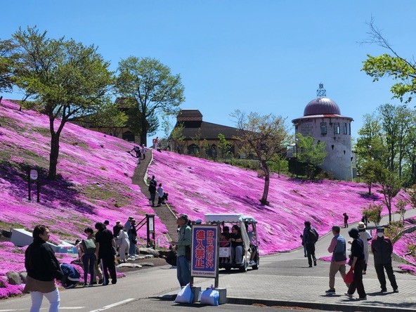 例年5月上旬から下旬にかけて見頃を迎える芝ざくら(過去開催時の様子)