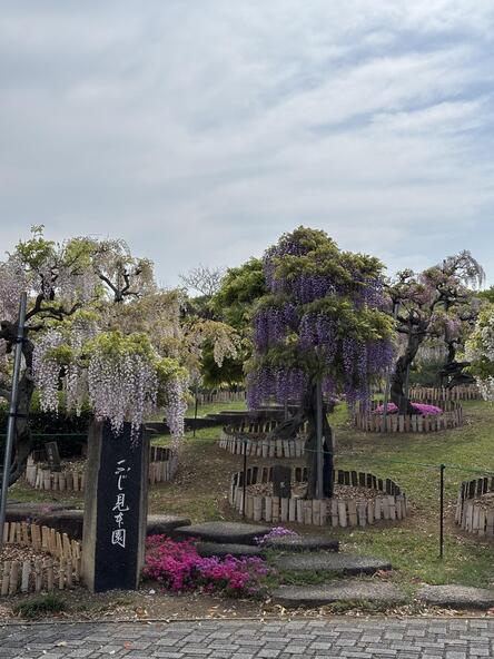2026年4月20日ふじ見本園の様子