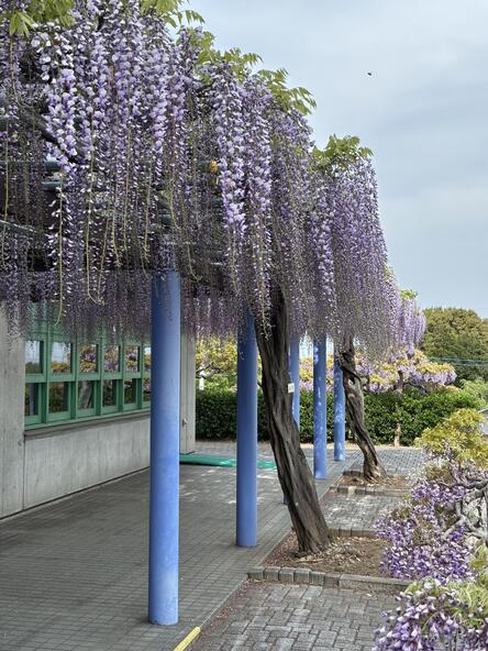 2026年4月20日ふじ棚の様子
