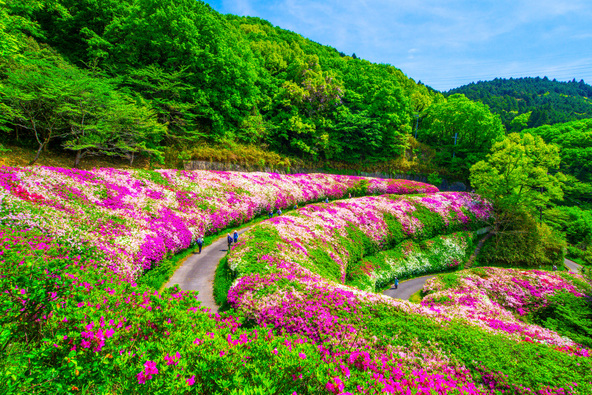 満開時のつつじ園(画像提供:shimanto / PIXTA)