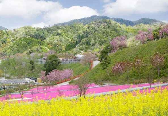 例年4月下旬までは菜の花との共演も