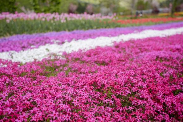 約4,000株の芝桜はまさに圧巻!