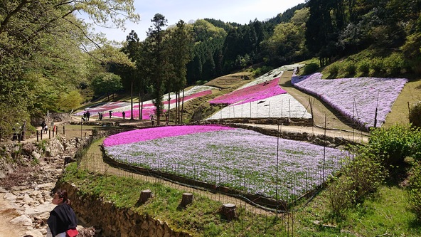 工場見学とあわせて楽しみたい「芝桜の小道」