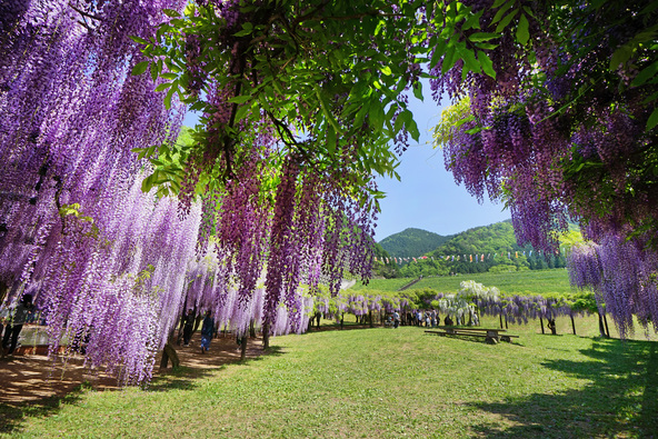 広大な敷地に広がる藤の絶景(画像提供:写人 / PIXTA)