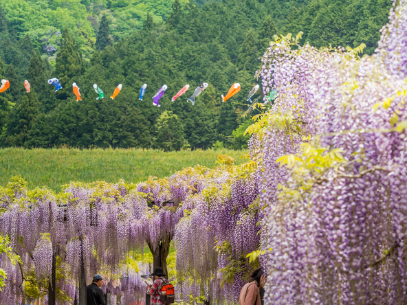 5月にはこいのぼりが悠々と泳ぎます(画像提供:takapon / PIXTA)