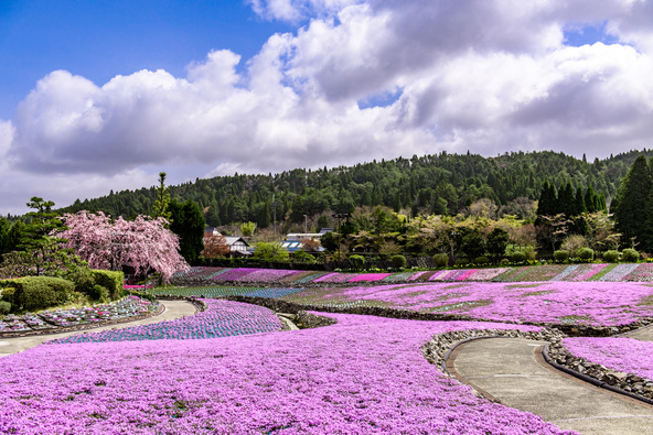 満開時の風景(画像提供:hiroki okumura / PIXTA)