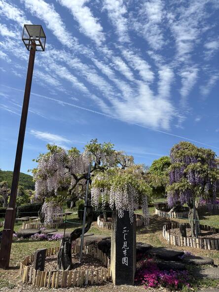 2026年4月22日ふじ見本園の様子