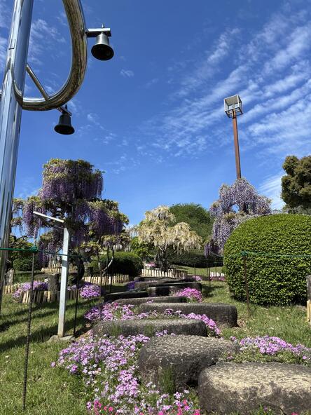 2026年4月22日ふじ見本園の様子