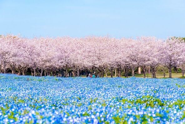 気候によっては桜とのコラボが見られることも(画像は過去の様子)
