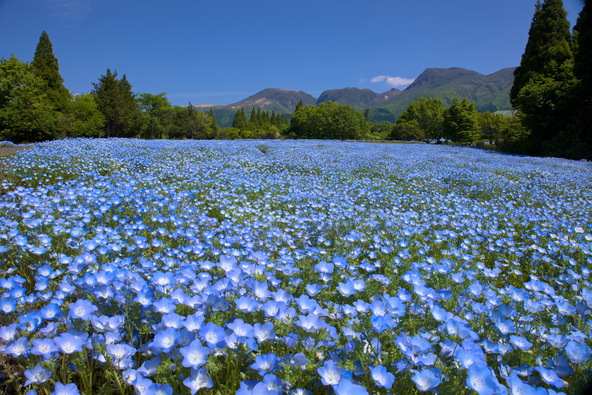 2026年は約8万株・160万本のネモフィラを植え付け