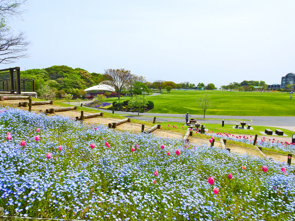 例年4月下旬まではチューリップとの共演も楽しめます(画像提供:takashi355 / PIXTA)