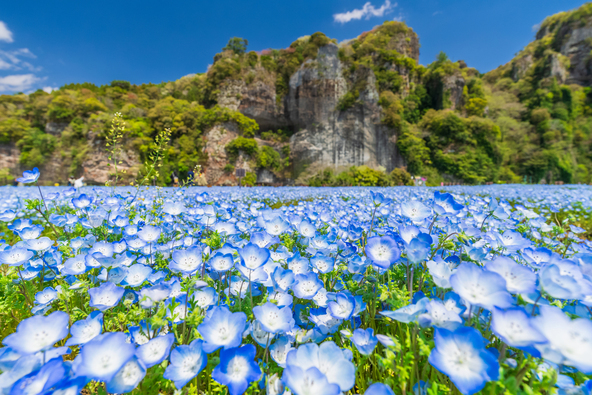 断崖絶壁を背景にネモフィラが咲き渡ります(画像提供:まちゃー / PIXTA)