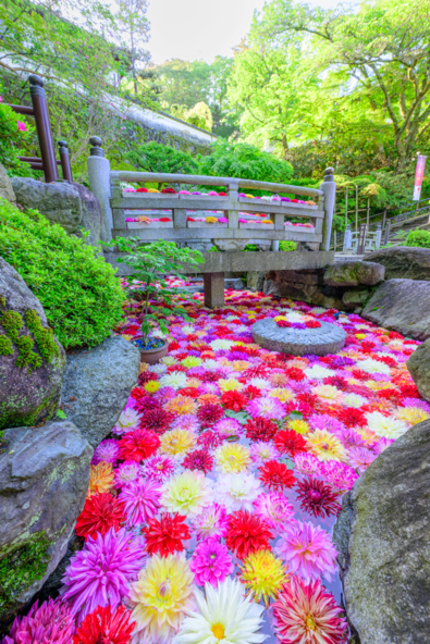GWの花手水も見どころです(画像提供:岡寺)※画像はイメージです