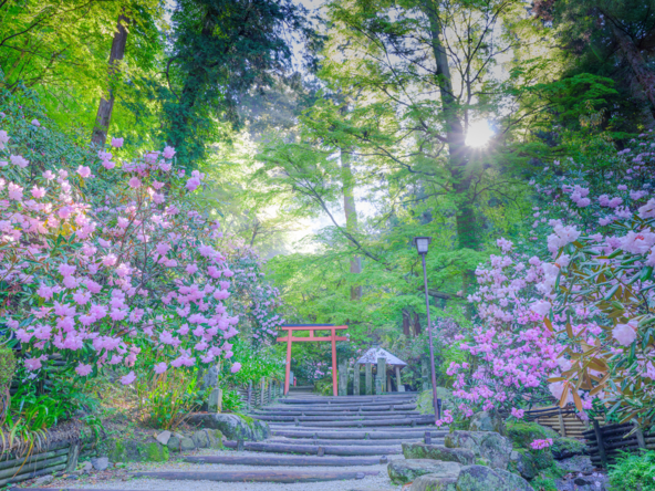 美しいしゃくなげを愛でながら親子で参拝(画像提供:岡寺)