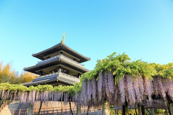 露店も出店する「吉祥寺藤まつり」(画像提供: natsumi / PIXTA)