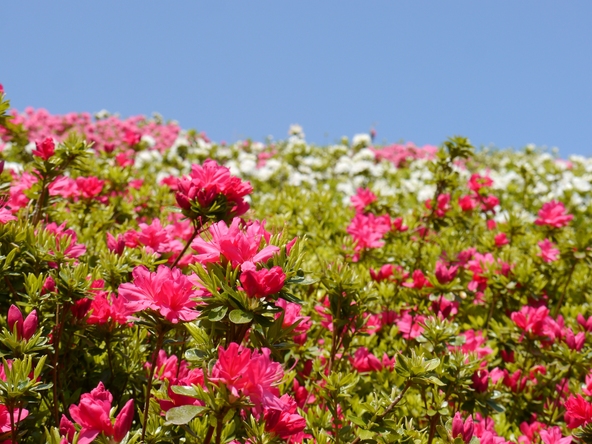 静岡県熱海市「姫の沢公園」に咲くつつじの花(画像提供:旅ニケーション / PIXTA)