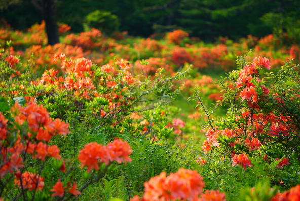 湯の丸高原のレンゲツツジ(画像提供:momentatlas / PIXTA)
