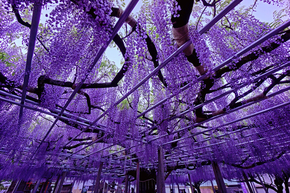 境内一面に広がる藤棚は圧巻です!(画像提供:写人 / PIXTA)