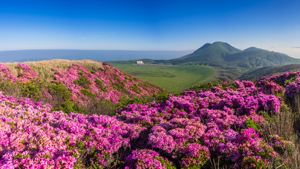 熊本県阿蘇山の斜面を染めるミヤマキリシマ(画像提供:narutake / PIXTA)