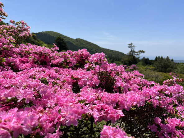 春の光に映える「宝原つつじ園地」のミヤマキリシマ