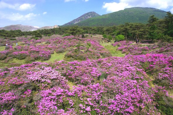 「えびの高原 つつじヶ丘」に咲くミヤマキリシマ(画像提供:宮崎県観光協会)