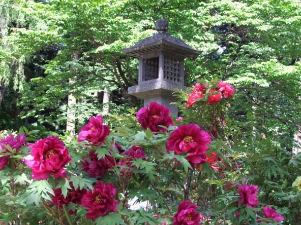 地元の人たちが愛情を込めて育てた見事な牡丹