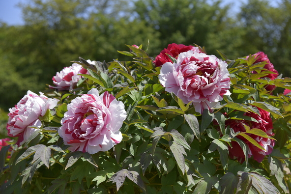 色とりどりの豪華な花にうっとり