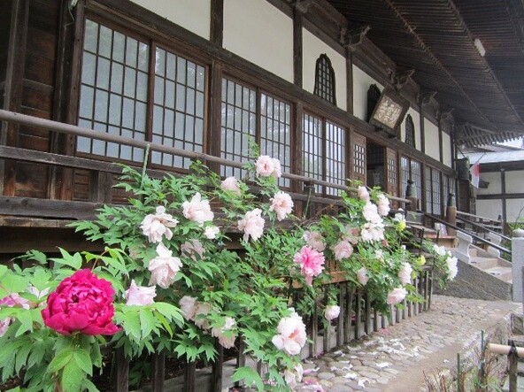 心和む花のお寺「妙雲寺」