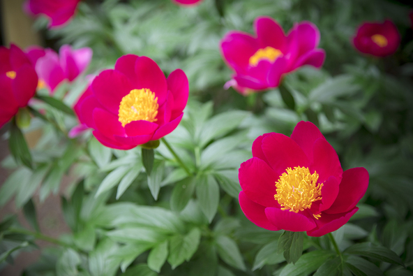 芍薬は葉っぱには少しツヤがあります(上野東照宮 ぼたん園)