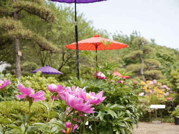 過去の開花時の風景(画像提供:旅ニケーション / PIXTA)